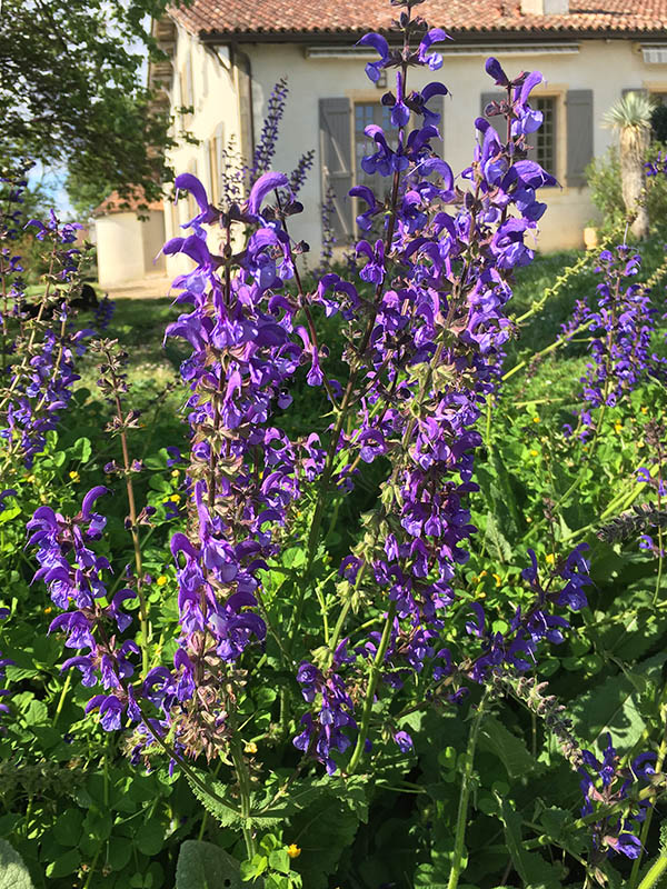 Salvia pratensis